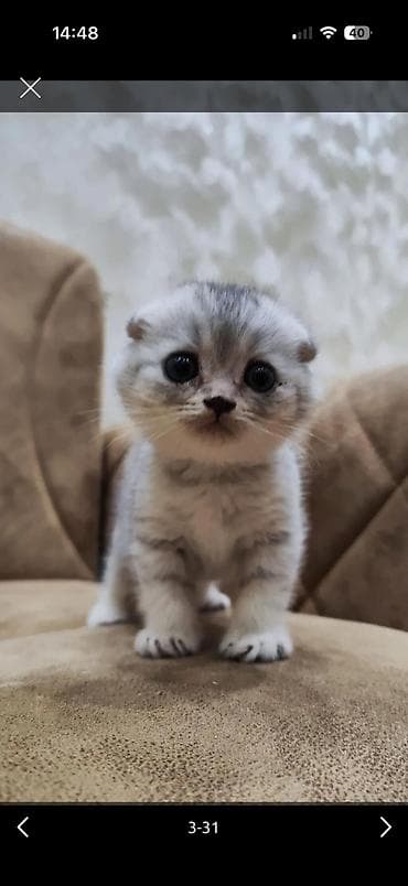 ana bala inək: Britan — 5