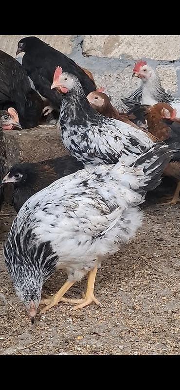 toyuq cucesi: Məhsul: Yerli qarışıq cins ev toyuqları (yumurtacı və ətlik — 3