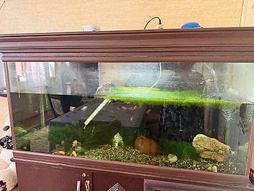 Quşlar: Böyük həcmli akvarium komplekti – şkaflı 500_litir su həcimi şüşənin — 2