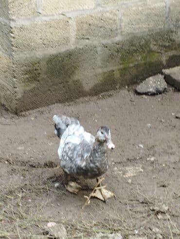 xacmazda satilan inekler: Satışda ev quşları – ördək və qazlar Məhsulun təsviri: - Şəkillərdə — 5