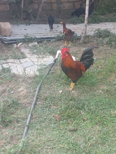 cins inekler: Toyuq, Ətlik — 5