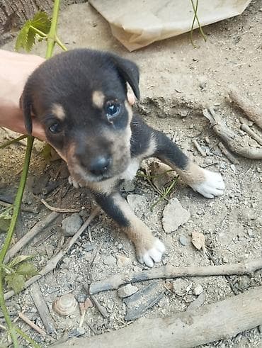 doberman satışı: Zvonok — 8
