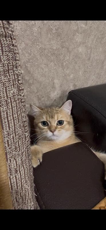 İtlər: Britan, Erkək, Cütləşmə üçün — 5