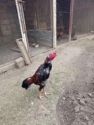 bildirçin yemi: Salam İyulun 27 çıxan çolpadı 100 manata cinsi tatarlardandı — 2