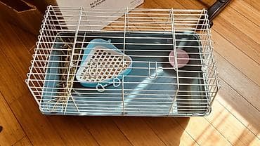 dovsan geyimi: Ev dovşanı - Cins: qulaqları sallanan miniatür ev dovşanı (Mini lop) — 3