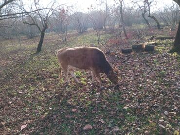 pişik satışı ucuz: Iki dogan. qisir inek satilir — 3