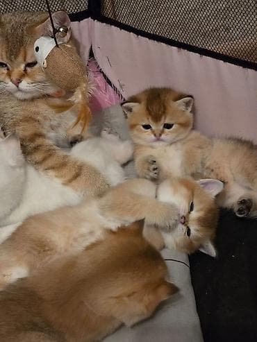 Pişiklər: Qızıl şinşilla — 5