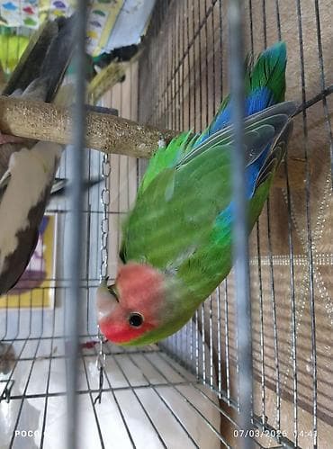 korella quş: Dişlemir fişer Agapornis (sevgi quşu) – rəngarəng və enerjili tutuquşu — 3