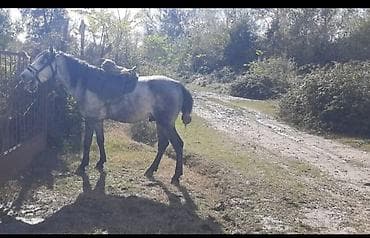 at aliram: 7 yaşında di Ata söz ola bilmaz Rial alıcı məni Narahat elasin At — 1
