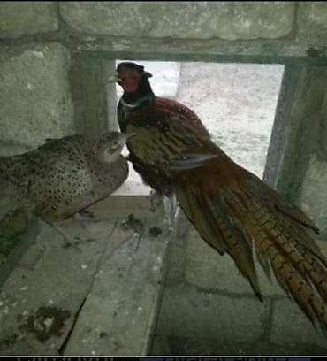 Məhsul: Qırmızı-qızılı rəngli erkək və ləkəli-qəhvəyi dişilərdən