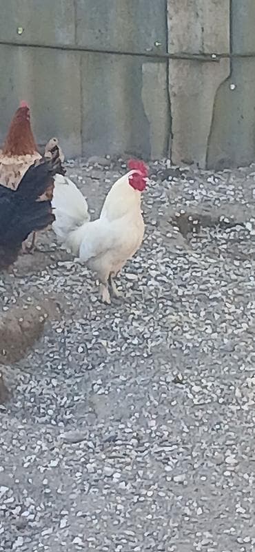 ağ kəklik: Toyuq, Damazlıq — 3