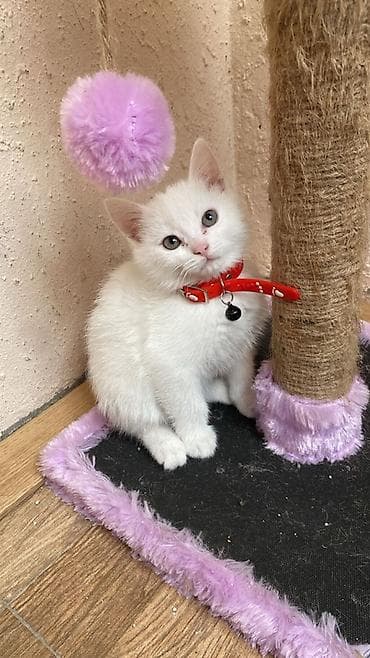 Pisik britan 2 ayliq erkek razilasmaq olar ecemi