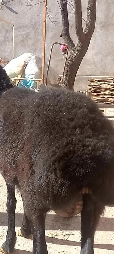 erkek: Ana bala erkeydi balası 2 aylıqdı — 5