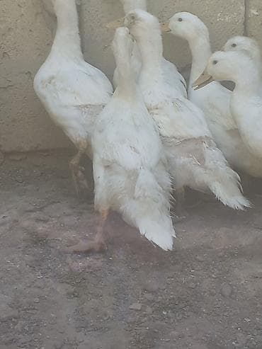 ördək balası və cücə: 7 dene pekin ordekler iki aylig biri 6 manat. kend xirdalan 055 — 2