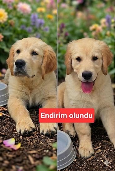 heyvan bazarı: Retriever, 3 ay, Dişi, Peyvəndli — 3