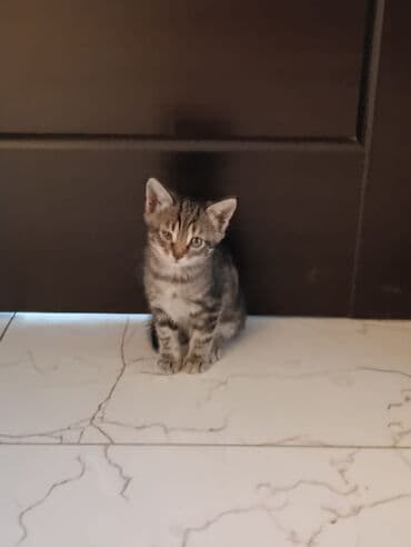 кот в добрые руки: Tabbi — 6