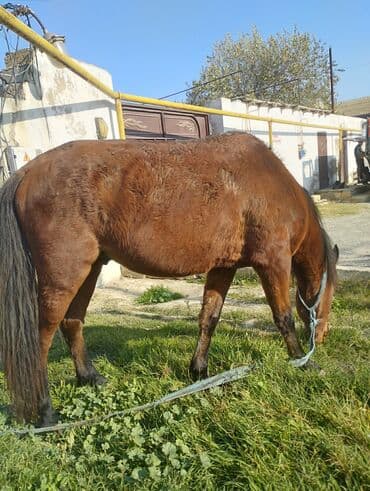 sudluk inekler satışı: Yük və kənd təsərrüfatı işləri üçün at - Rəng: qəhvəyi - Boy: orta - — 5