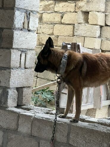купить собаку малинуа: Belçika çoban iti, 2 il, Erkek, Peyvəndli — 15