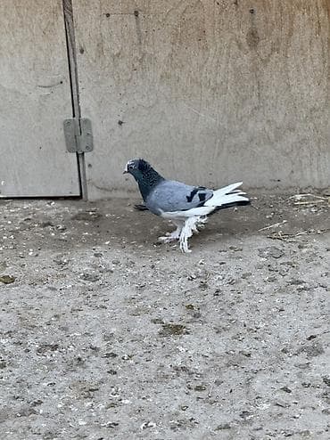 bakıda pişik satışı: Göy ag bas satilir beyaq tutulub ayagi iri leleklidi — 2