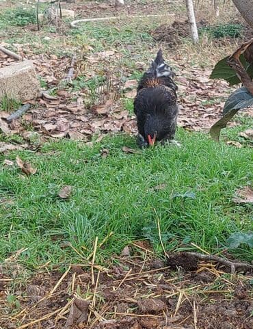 Ördəklər: Toyuq, Brama, Damazlıq, Ödənişli çatdırılma — 4