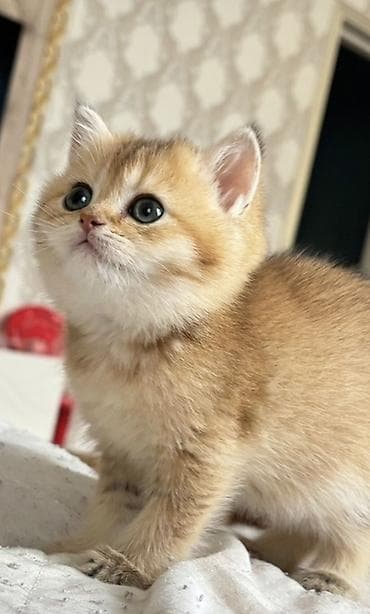 pisik sahiblendirme: Qızıl şinşilla — 2