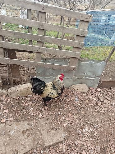 Yemlər: Toyuq, Brama, Damazlıq — 5