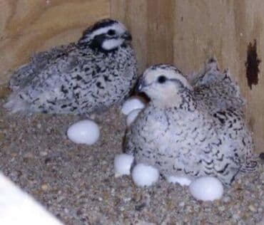 Buvayd bildirçin lalafo.az -da Buvayd bildirçin