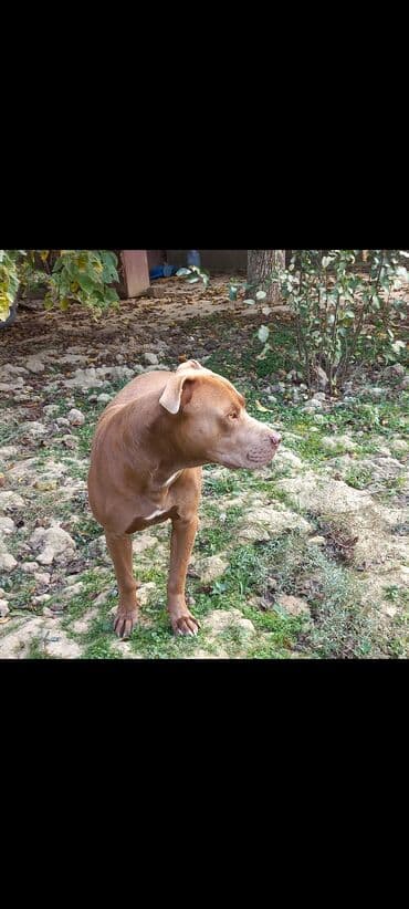 Heyvanlar üçün mallar: Pitbul, 2 il, Erkek — 3