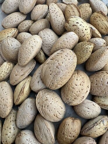 findiq ləpəsi: Məhsul: Qabıqda aci badam (təbii, sərt qabıqlı) Təsvir: - Təbii sərt — 1