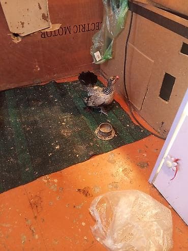 Toyuq, Damazlıq — 6