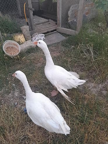 arpa bugda satisi: 1 cüt erkey dişi qaz satılır cütü 50 manat — 1
