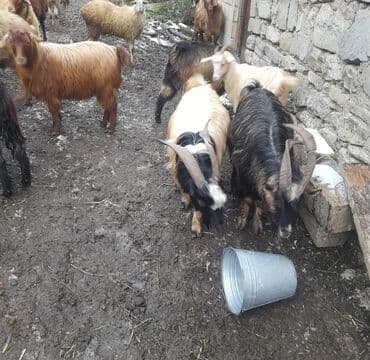 Gəmiricilər: 19 dene biçme kesimlik çekleri 15 20 kq isdən votcapa və ya wekldki — 3