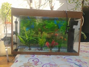akvarium satilir: Akvaryum seti – şüşə korpuslu, dekorativ bitkilərlə komplekt — 1