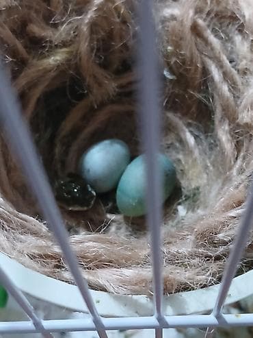 it balasi satilir: Cut bulbul satiram avsyanka sortudu super oxuyur cox gozeldi rengide — 2