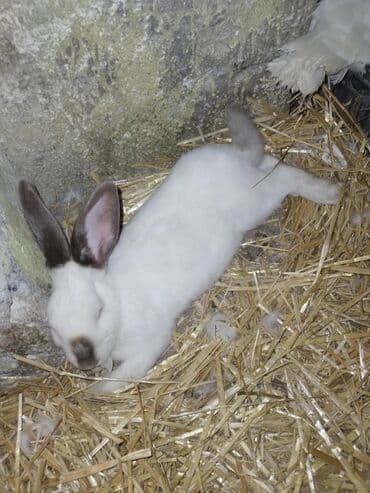 Gəmiricilər: Balacalar 7manat.yekeler 15 manat.unvan zig kendi — 3