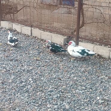 Musk ördəkləri (indoutka) – 3 baş - Rəng: ağ-yaşıl-qara ləkəli