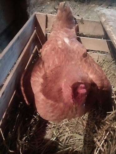 balaca pisik sekilleri: Kurt toyuq — 2