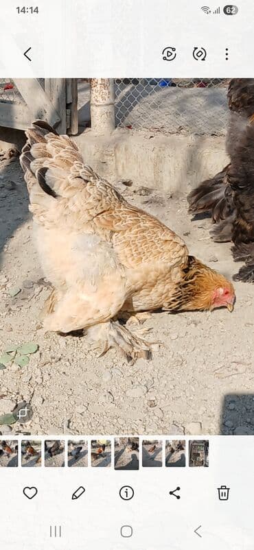 koxin toyuqlari: Toyuq, Brama, Damazlıq, Ödənişli çatdırılma — 2