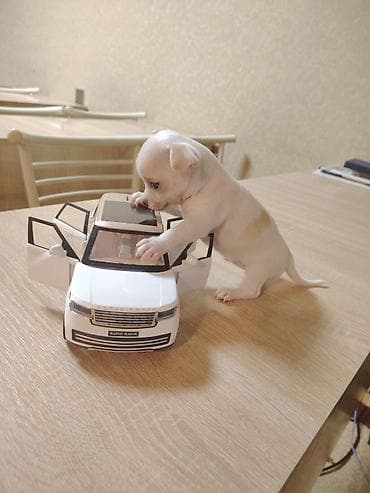 heyvanlara verilən adlar: Çixuahua, 2 ay, Dişi, Sənədli, Ünvandan götürmə — 9