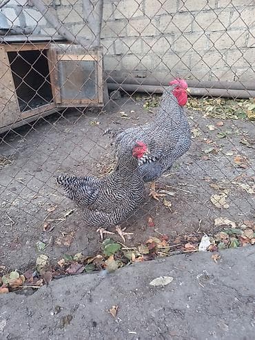 Inəklər, öküzlər: Toyuq, Damazlıq, Ödənişli çatdırılma — 4