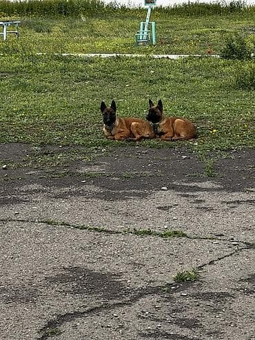 ordek satisi: Бельгийская овчарка — 3