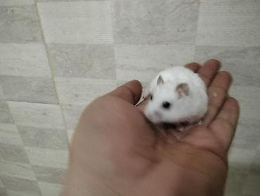 gəmirici: Məhsul: Cırtdan hamsterlər (Djungarian/campbell tipli) Rənglər: tam — 2