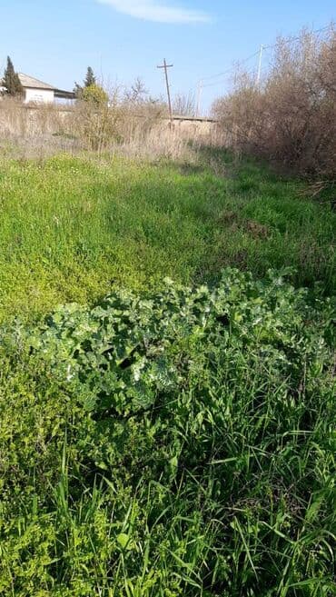 1 комнатная квартира снять: 15 sot, Mülkiyyətçi, Kupça (Çıxarış), Bələdiyyə — 2