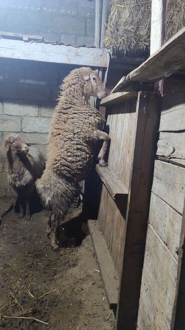 Inəklər, öküzlər: Erkek quzu Diri çəki ilə satılır. Sağlam qurbana yararlı heyvandir — 2