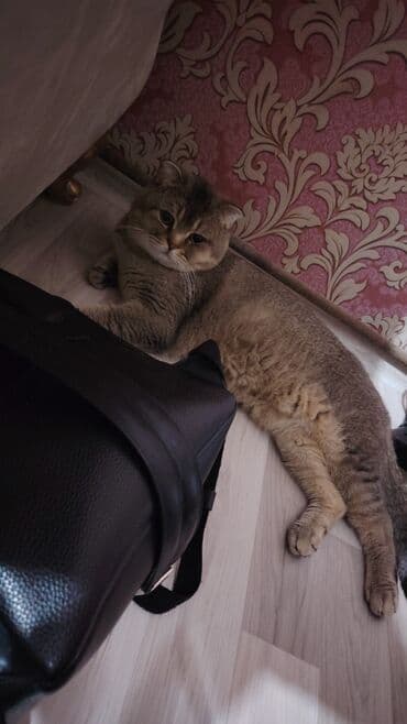 qold pişik: Şotland, Erkək, Yaxşı əllərə, Ödənişli çatdırılma — 5