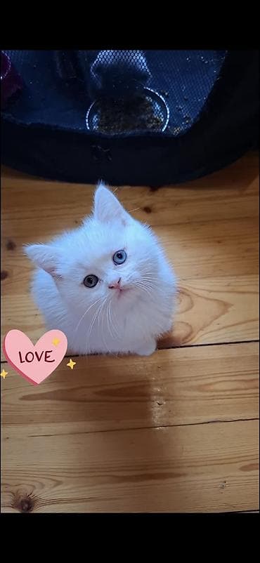 шотландская вислоухая кошка цена: Шотладская вислоухая, Самец — 1