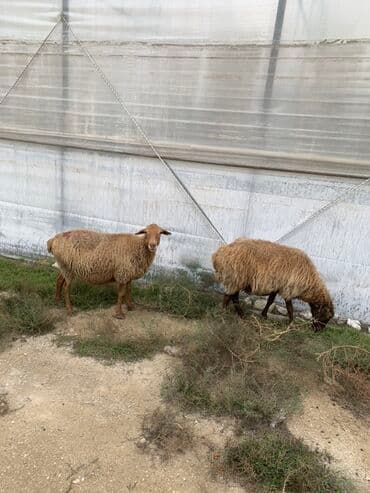 qurbanlıq qoyun: Məhsul: Qoyunlar (Boğaz qoyunlar) 5 dənə — 2