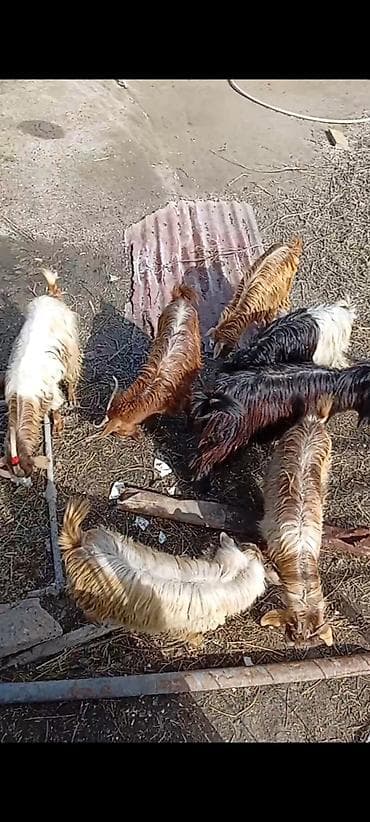 Qoyun-keçi sürüsü satılır Razılaşma yolu ilə - Növ: Keçi (yerli