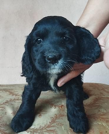 hamster.kom: Koker spaniyel, 1 ay, Erkek, Sənədli — 4
