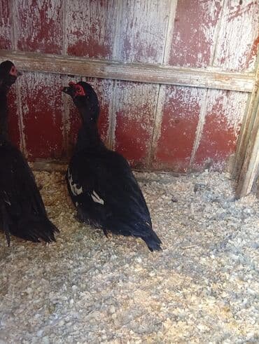 Dovşanlar: Musk ördəkləri (indoutka) – qara rəngli, gövdədə ağ ləkələr — 1